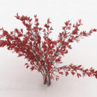 Plantes ornementales de feuilles rouges