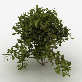 Kulaté listy rodinné okrasné stromy 3D model