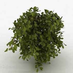 丸い葉の観賞用の木3Dモデル
