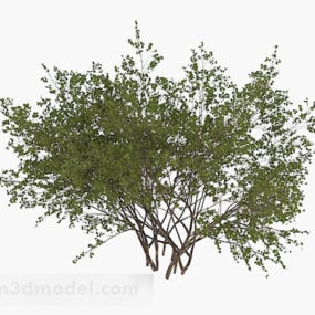 丸い小さな葉の低木3Dモデル