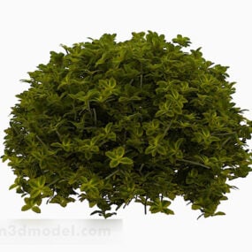 부드러운 녹색 타원형 잎 관목 3d 모델