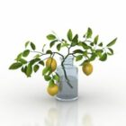 Vase Lemon Plant