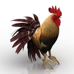 Male Rooster 3d model