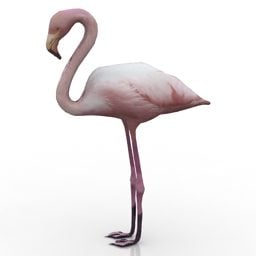 Bataklık Flamingo 3d modeli