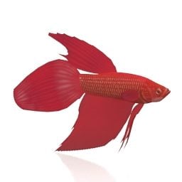 Red Fish V1 3d model
