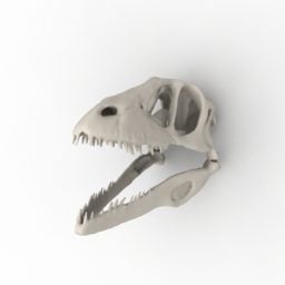 3д модель черепа животного