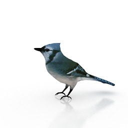 Forest Bird 3d-modell