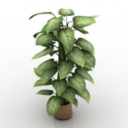 大きな葉の屋内植物3Dモデル