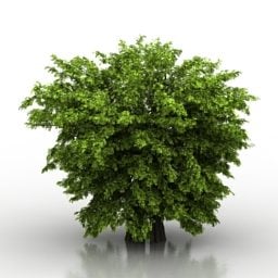 Bush Trees Plant Indoor 3d model