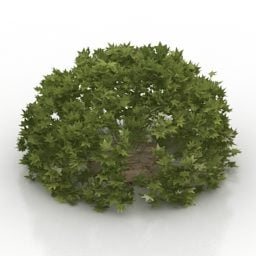 Bush Maple Tree 3d model