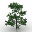 Nature Podokarp Tree