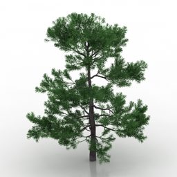 Nature Podokarp Tree דגם תלת מימד