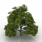 Grüner Rosskastanienbaum