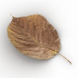 갈색 잎 가을 3d 모델