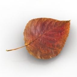 Single Autumn Leave 3d model