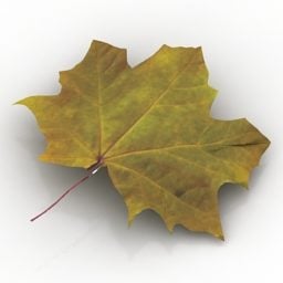 Leaf Autumn Color 3d model