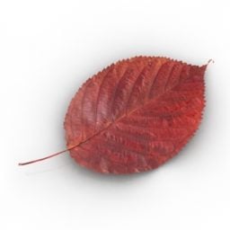 Red Leaf 3d model