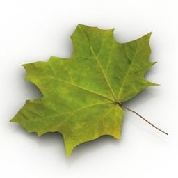 3д модель зеленого кленового листа