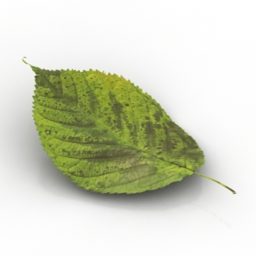 녹색 잎 3d 모델