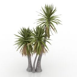 Palm Yucca Plant 3d model