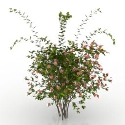 布什罗莎萨尼娜野玫瑰 - 园艺 3d model