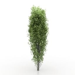 3д модель дерева Тополь