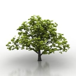 Tree Aesculus 3d model