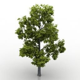 넓은 잎 나무 오크 3d 모델