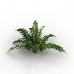 シダ ブレクナム ブッシュ園芸植物 3D モデル