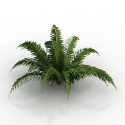 3д модель растения Ферн Блехнум
