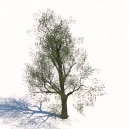 مدل سه بعدی باغ درخت بزرگ