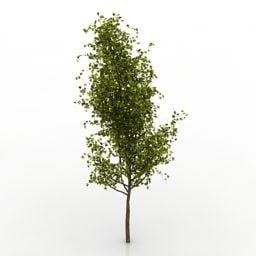Realistisk Broadleaf Tree Collection 3d-modell