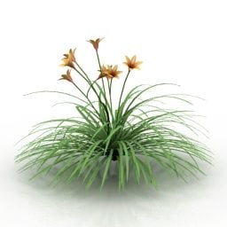 דגם תלת מימד של פרח Hemerocallis