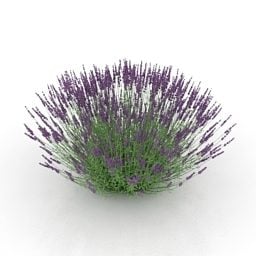 Blumen-Lavendel-3D-Modell
