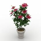 Potted Flower Hibiscus