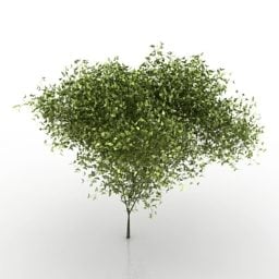 Frühlingsgartenbaum, kleines Blatt, 3D-Modell