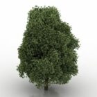 Green Leaf Tree