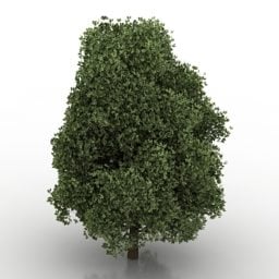 Zelený listový strom 3D model