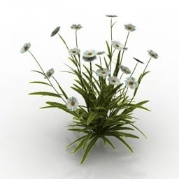 Φυτό μαργαριτών λουλουδιών τρισδιάστατο μοντέλο