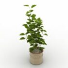 Ivy Potted Plant Indoor
