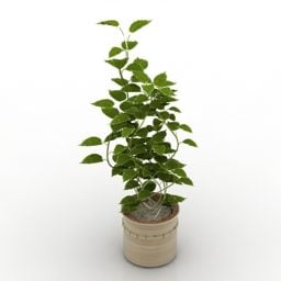 Modello 3d per interni di piante in vaso di edera
