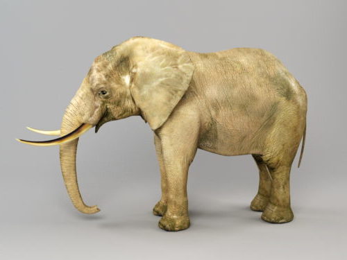 African Wild Elephant V1