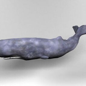 Сперма-кит Rigged Анимационная 3д модель