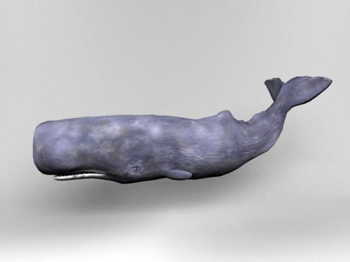 Sperm Whale Rigged Animation