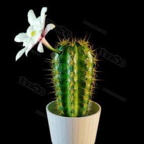 Pot de fleur de cactus en fleurs modèle 3D