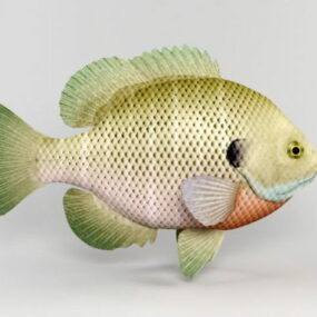 바다 블루길 물고기 3d 모델