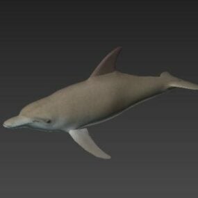 Modello 3d del delfino marino tursiope
