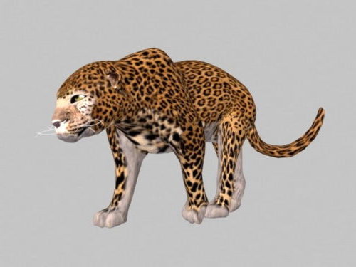 Dzikie zwierzę geparda