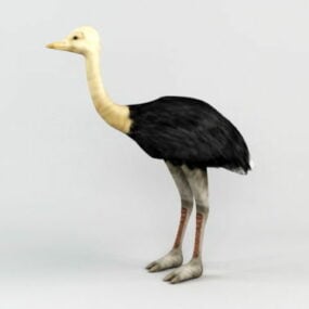 Wilde Struisvogel 3D-model