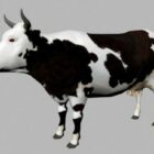 Dairy Cattle Bull